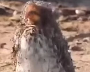 G0101007 Animales que Tienen Comportamientos Extraños (Parte 2)