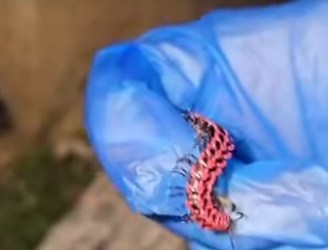 G0101008 Animales con (Parte 2)