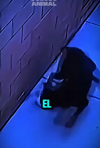 V0304004 ROTWEILER ATACA GATO DUEÑO LO FELICITA (Parte 2)