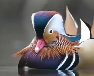 G0101002 Las Aves Más Bonitas del Reino Animal (Parte 2)