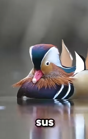 G0101002 Las Aves Más Bonitas del Reino Animal (Parte 2)