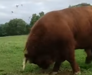 G0101005 Estos Son los Toros Más Grandes del Reino Animal (Parte 2)