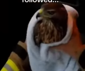 Z2912012 Her mate stayed by her side through it all (Part 2)