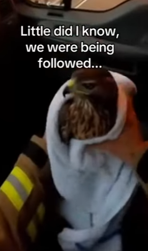 Z2912012 Her mate stayed by her side through it all (Part 2)