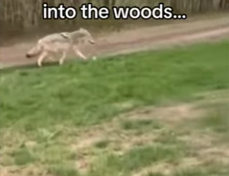 Z2912010 coyote, save my life, saved its mate (Part 2)