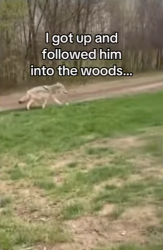 Z2912010 coyote, save my life, saved its mate (Part 2)