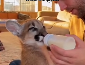 Z2912008 Honestly, he deserves his own couch (Part 2)