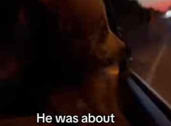 Z2912004 saved him he saved my dog! (Part 2)