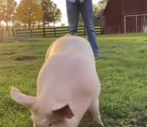 Z2912002 Mothers love is powerful thing (Part 2)