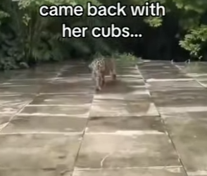 Z2912007 By looks of it, cub is doing more damage than glass (Part 2)