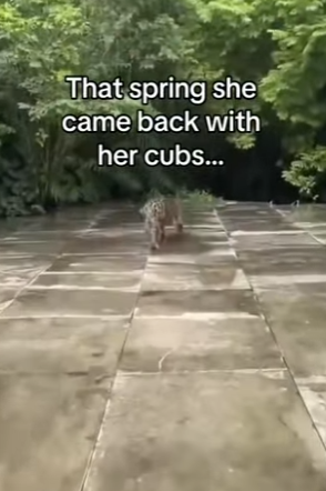 Z2912007 By looks of it, cub is doing more damage than glass (Part 2)