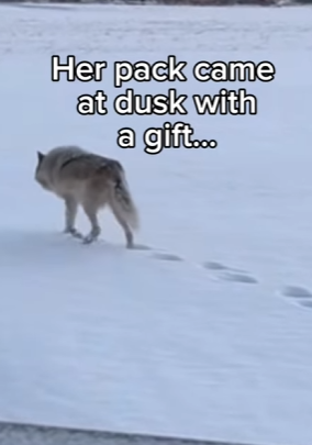 Z2912016 So what do do deer (Part 2)