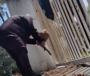 Rescate de ciervos (Part 2)