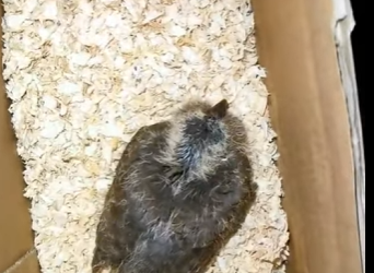 Rescatar la tórtola (Part 2)