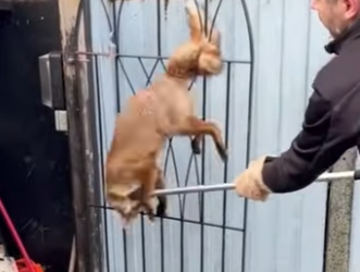 Zorros rescatados (Part 2)