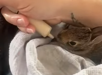 Conejo rescatado (Part 2)