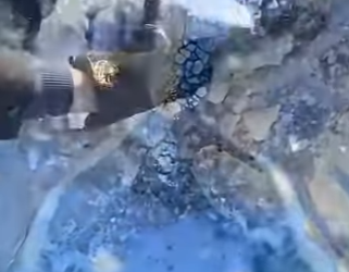 Rescate de corzos (Part 2)