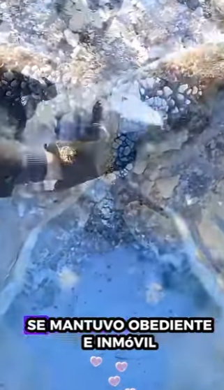 Rescate de corzos (Part 2)