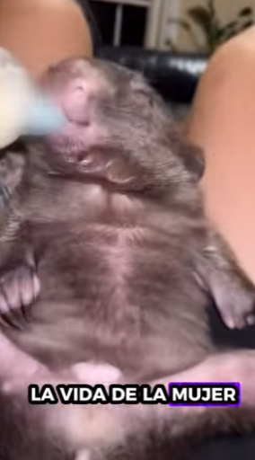 wombats de rescate (Part 2)