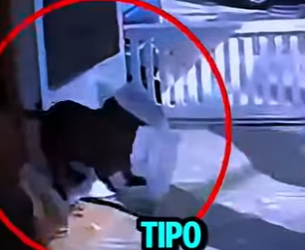 V0304003 REPARTIDOR ES ATACADO POR UN PERRO GIGANTE! (Parte 2)