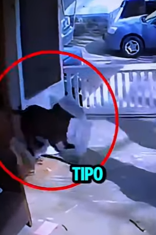 V0304003 REPARTIDOR ES ATACADO POR UN PERRO GIGANTE! (Parte 2)