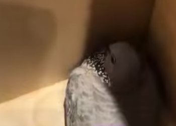 Rescatar la tórtola (Part 2)