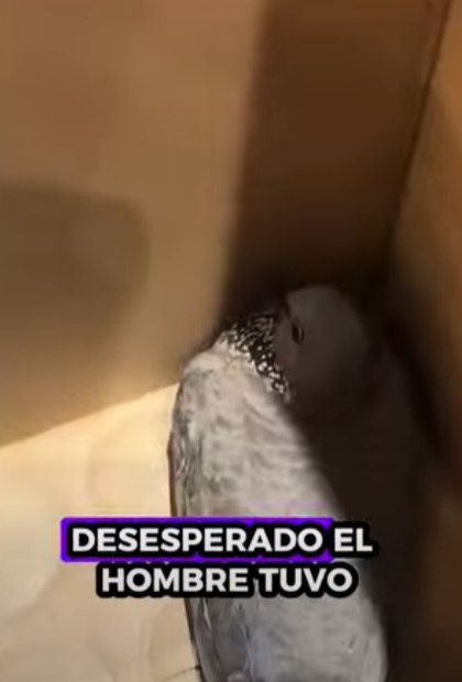 Rescatar la tórtola (Part 2)