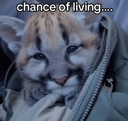 Z2912005 ll always keep red ball (Part 2)