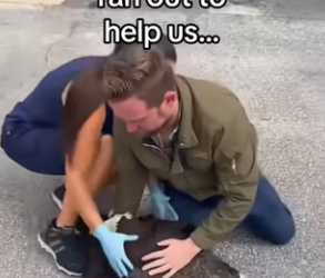 Z2912009 Wait flying fish (Part 2)