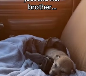 Z2912014 what did man want (Part 2)