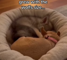 Z2912017 He came home to his real pack (Part 2)