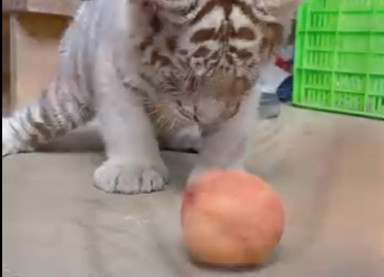 R0102012 Rescatar los tigres blancos (Part 2)