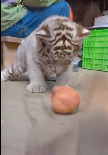 R0102012 Rescatar los tigres blancos (Part 2)