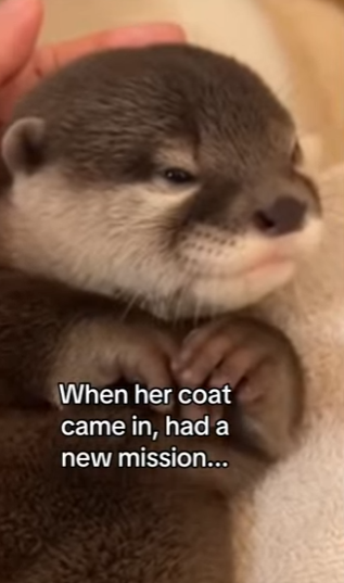 Z0101011 One rescue at a tim (Part 2)