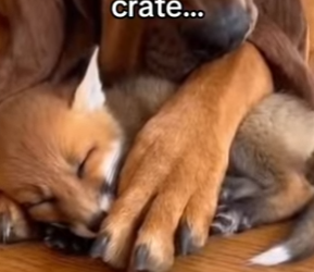 Z0101003 A small rescue, a big miracle.