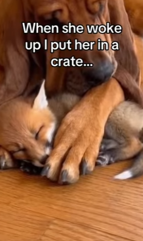 Z0101003 A small rescue, a big miracle.