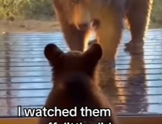 Z0101008 A miracle on four paws (Part 2)