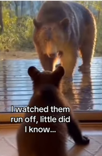 Z0101008 A miracle on four paws (Part 2)