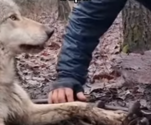 Z0101018 A beautiful rescue story.