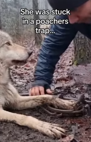 Z0101018 A beautiful rescue story.