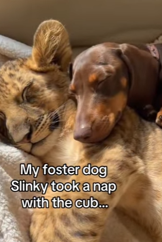 Z2212003 Gentle hands, brave hearts. (Part 2)