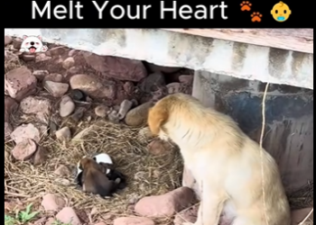 C0102012 Birth Story Will Melt Your Heart (Part 2)