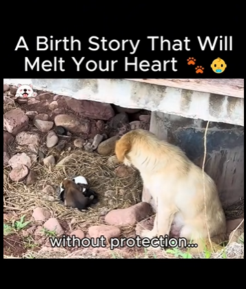 C0102012 Birth Story Will Melt Your Heart (Part 2)