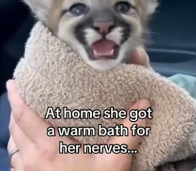 Z0101005 This is why we rescue (Part 2)