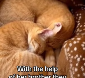 Z0101012 A precious life secured.