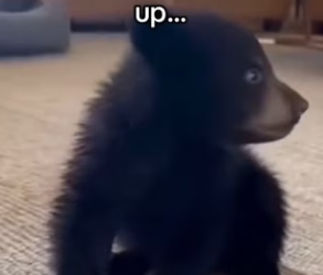 Z0101002 Rescue changes worlds (Part 2)