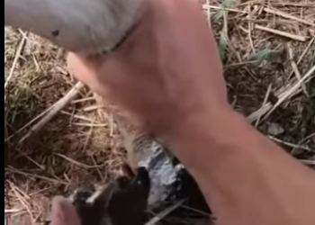 G3412005 Pezuñas LARGAS en Burros RESTAURADAS(Parte 2)