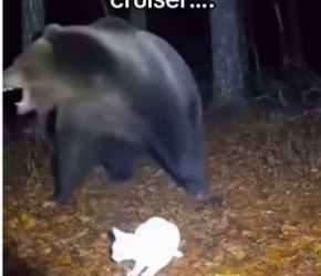 Z0101017 A brave rescue moment (Part 2)