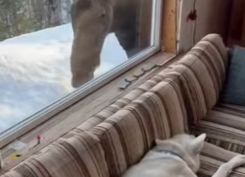 R0101007 Rescatar al alce (Parte 2)