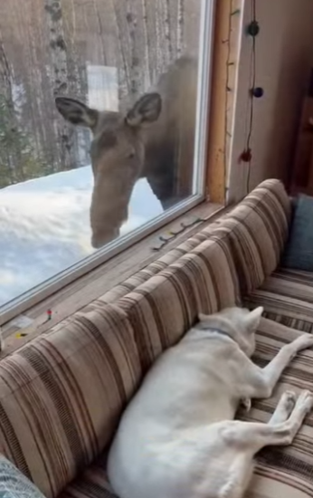 R0101007 Rescatar al alce (Parte 2)